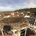 10_35-nest.jpg