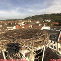 10_40-nest.jpg