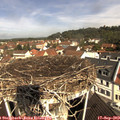 10_45-nest.jpg