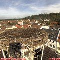 10_50-nest.jpg