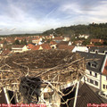 11_00-nest.jpg