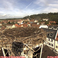 11_05-nest.jpg