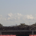 11_15-mast.jpg