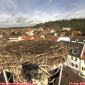 11_20-nest.jpg
