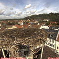 11_35-nest.jpg