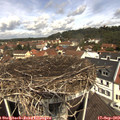 11_45-nest.jpg