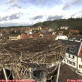 11_50-nest.jpg