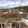 12_00-nest.jpg