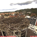 12_40-nest.jpg