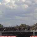13_15-mast.jpg