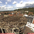 13_20-nest.jpg
