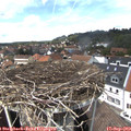 14_05-nest.jpg