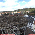 14_50-nest.jpg