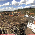15_15-nest.jpg