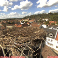 15_20-nest.jpg