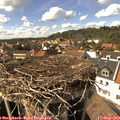 15_35-nest.jpg