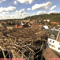 15_40-nest.jpg