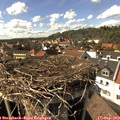 15_50-nest.jpg