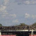 16_00-mast.jpg