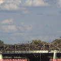 16_50-mast.jpg