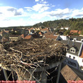 16_50-nest.jpg