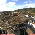 16_55-nest.jpg