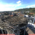 17_05-nest.jpg