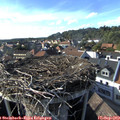 17_10-nest.jpg