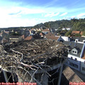 17_15-nest.jpg
