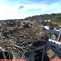 17_20-nest.jpg