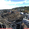 17_30-nest.jpg