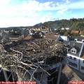 17_35-nest.jpg