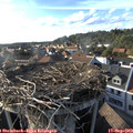 17_50-nest.jpg