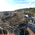 17_55-nest.jpg