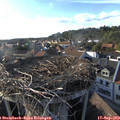 18_00-nest.jpg