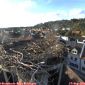 18_05-nest.jpg