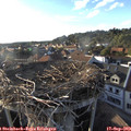 18_20-nest.jpg