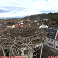 09_35-nest.jpg
