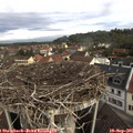09_40-nest.jpg