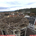 09_50-nest.jpg
