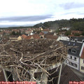 09_55-nest.jpg