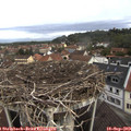 10_00-nest.jpg