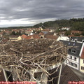 10_45-nest.jpg