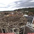 10_50-nest.jpg