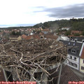 11_00-nest.jpg