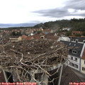 11_05-nest.jpg