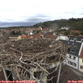 11_10-nest.jpg