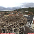 11_20-nest.jpg