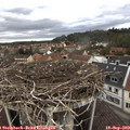 11_30-nest.jpg