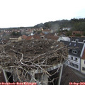 11_50-nest.jpg